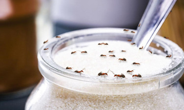 চিনির পাত্র থেকে পিঁপড়া দূর করবেন যেভাবে