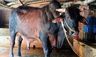 বদলগাছীতে পশুর হাটের সেরা আকর্ষণ ‘কালা মানিক’