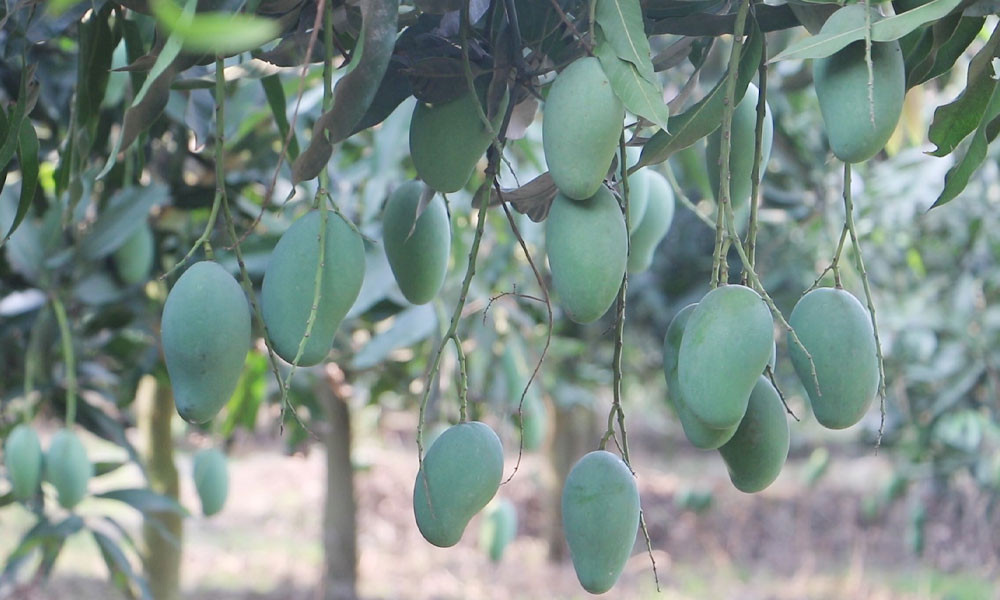 গুটি আম পাড়ার মধ্যে দিয়ে নওগাঁয় মৌসুম শুরু