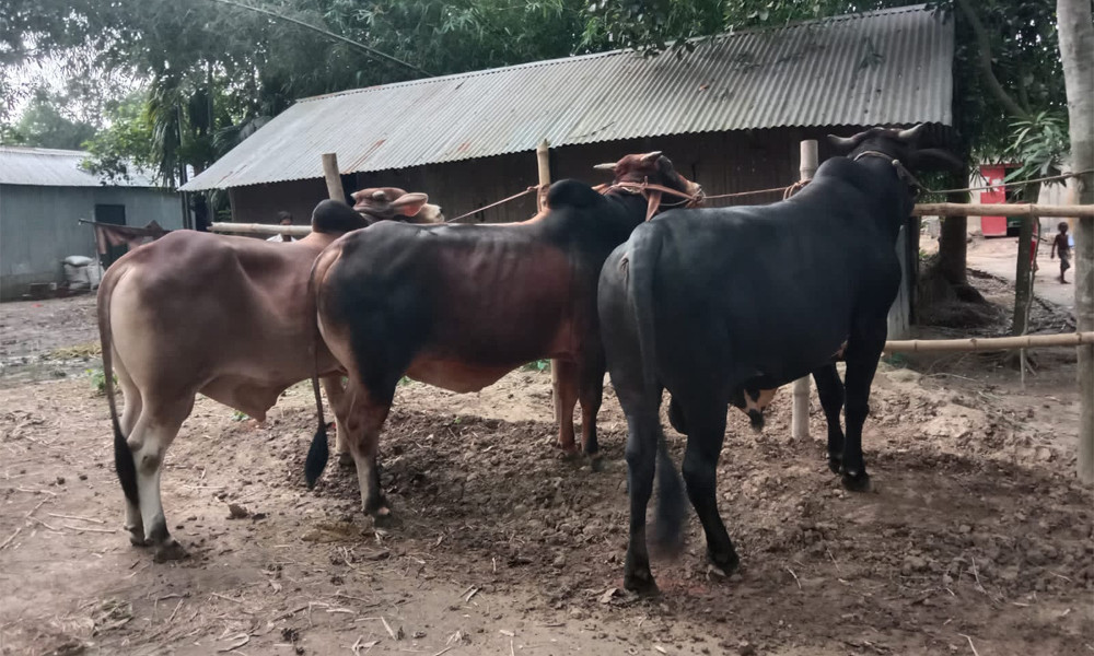 শায়েস্তাগঞ্জে নজর কেড়েছে ‘জিল্লু’, ‘সুলতান’ ও ‘ডন’