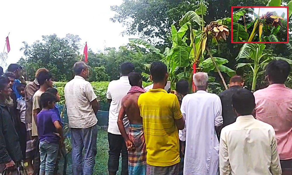 এক কলাগাছে ৫০ মোচা, দেখতে উৎসুক মানুষের ভিড়
