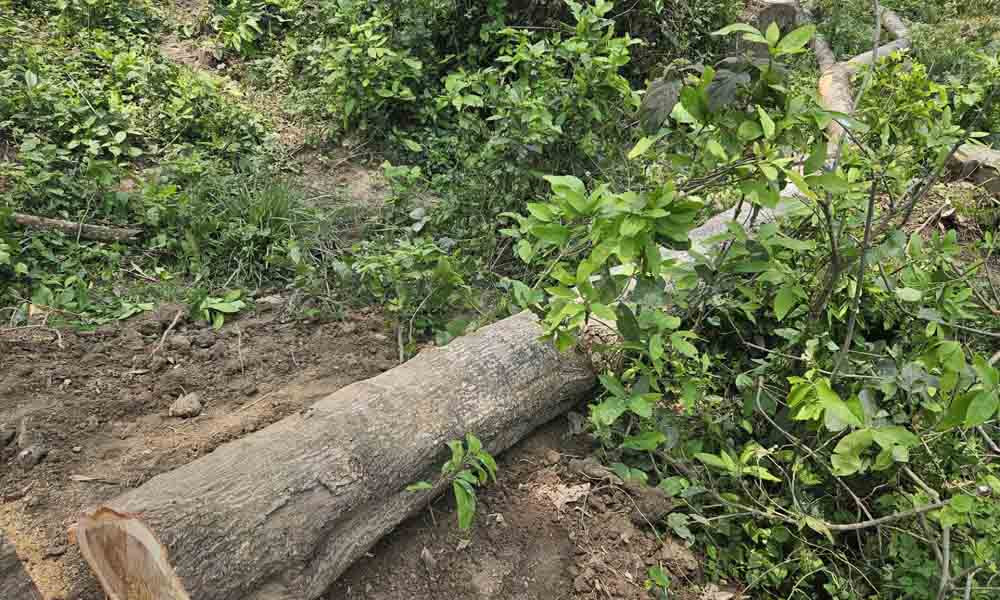 ঝিনাইদহে সরকারি গাছ কাটার হিড়িক