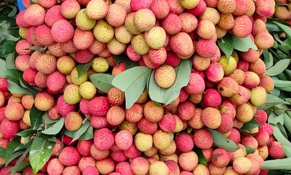 ভালো লিচু চিনবেন যেভাবে