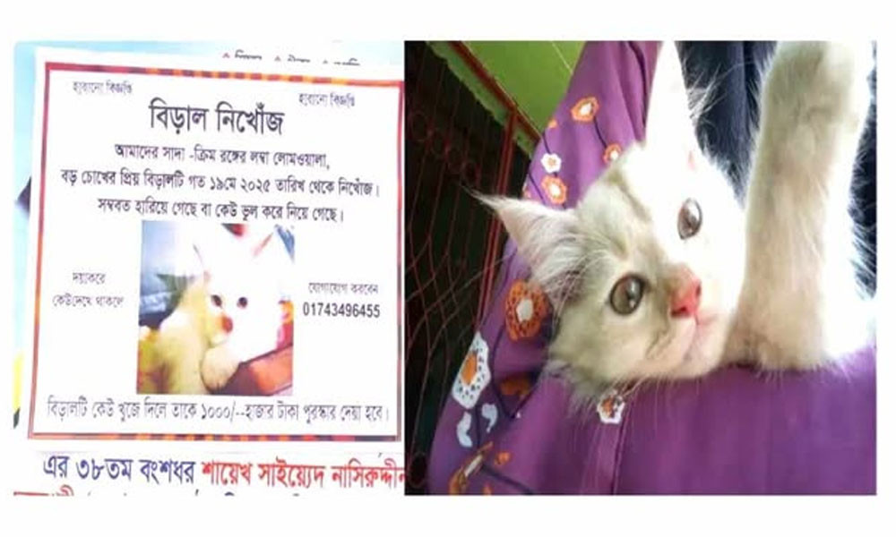 হারানো বিড়াল খুঁজে পেতে পোস্টার, পুরস্কার ঘোষণা