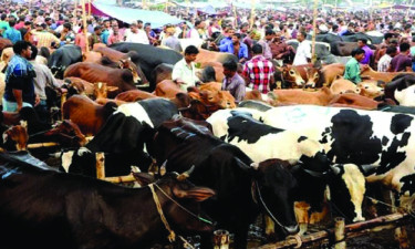মেরাদিয়া ও আফতাবনগরে এবার বসছে না পশুর হাট