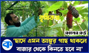 নাটোরে ছাদবাগানে আমদানিনির্ভর ফল চাষে সাফল্য