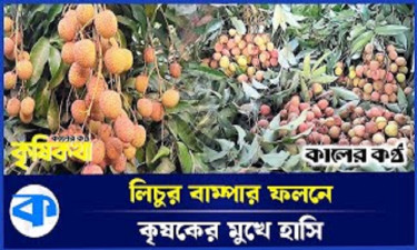 শেরপুরে লিচুর বাম্পার ফলন