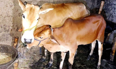 পুলিশের গাড়ির শব্দ পেয়ে গরু রেখেই পালাল চোরের দল