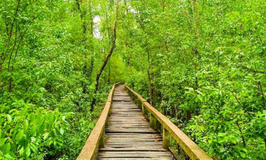 বরগুনার হরিণাঘাটার ম্যানগ্রোভ ফরেস্ট যেন মরণফাঁদ