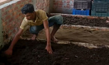 পীরগঞ্জে বাণিজ্যিকভাবে কেঁচো সার উৎপাদন শুরু