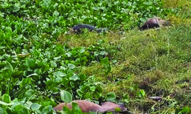 মুন্সীগঞ্জে জোয়ারের পানির তোড়ে ভেসে গেল শতাধিক গরু