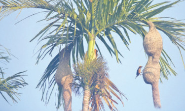 কমছে বাবুই পাখির বাসা