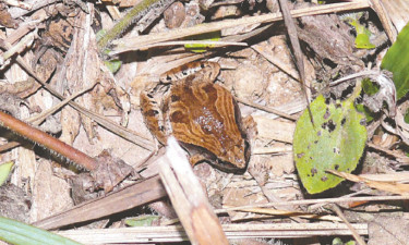 ছোট লাউবিচি ব্যাঙ