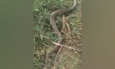 সাপ পিটিয়ে হত্যা, পরে জানা গেল রাসেলস ভাইপার