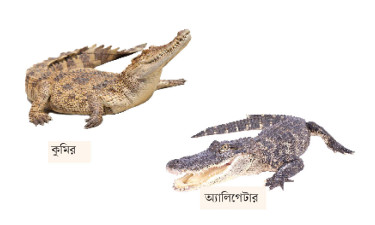 কুমির ও অ্যালিগেটার আলাদা