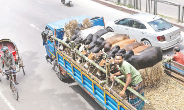 অস্থায়ী পশুর হাটগুলোতে গরু আনা শুরু হয়েছে