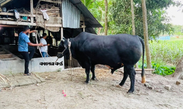 খালেদা জিয়াকে ‘কালো মানিক’ উপহার দিতে চান সোহাগ