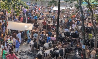 কুড়িগ্রামে জমজমাট কোরবানি পশুর হাট