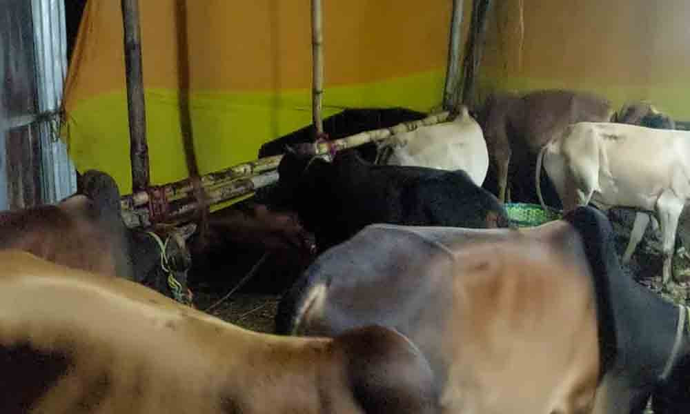 সীতাকুণ্ডে মহাসড়কে লুট হওয়া কোরবানির ১২ গরু উদ্ধার, গ্রেপ্তার ২