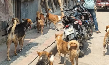 ক্ষুধার্ত কুকুরদের খাওয়ানোই যার নেশা