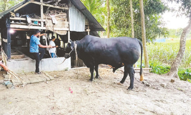 খালেদা জিয়াকে ‘কালো মানিক’ উপহার দিতে চান ভক্ত