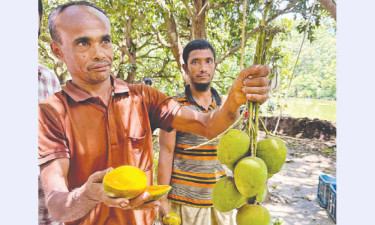 ‘আম্রদ্বীপে’র স্বপ্ন শাহাদাতের