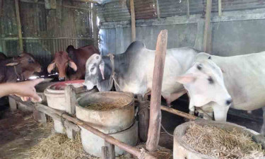 ভূরুঙ্গামারীতে ৩২ হাজার ৮৫৯ পশু কোরবানির জন্য প্রস্তুত