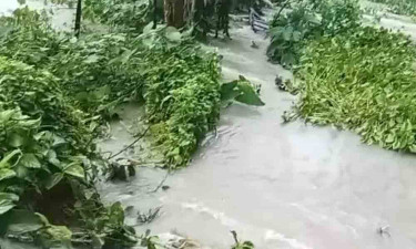 বেতাগীতে ভারি বৃষ্টিতে ভেঙেছে বেড়িবাঁধ, ফসলের ব্যাপক ক্ষতির শঙ্কা