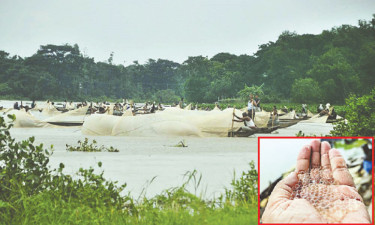 মা-মাছের নিষিক্ত ডিম সংগ্রহ