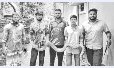 চবির পাশেই উদ্ধার বার্মিজ অজগর