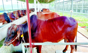 একই গরুতে কোরবানি ও আকিকা দেওয়া যাবে?