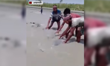 নিঝুম দ্বীপে ভেসে এল ডলফিন