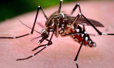 ৫ মাসে খুলনা বিভাগে ১৬২ ডেঙ্গু রোগী, দুজনের মৃত্যু