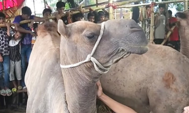 উটের দেখা মিলল মইজ্জারটেক হাটে, ভিড় দর্শনার্থীদের