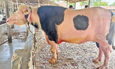 মহিষ এখন মাল্টিকালার