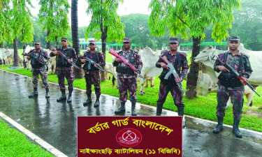নাইক্ষ্যংছড়িতে বিজিবির অভিযান, ৩৭ বার্মিজ গরু জব্দ