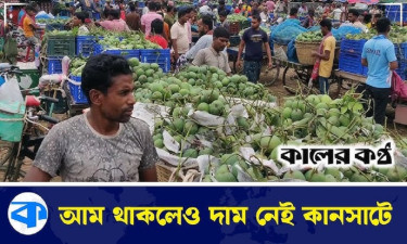 কানসাট বাজারে আমের সমারহ, দাম নিয়ে চাষিদের হতাশা