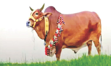 কোরবানির পশুর বিদ্রুপাত্মক নাম রাখা অনুচিত