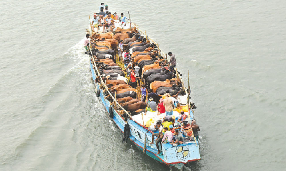 কোরবানির পশুর হাট পুরোপুরি জমেনি