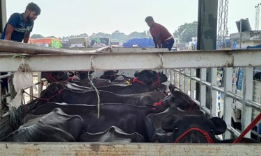 শুল্ক ছাড়াই ভারত থেকে এলো ৯৫ মহিষ