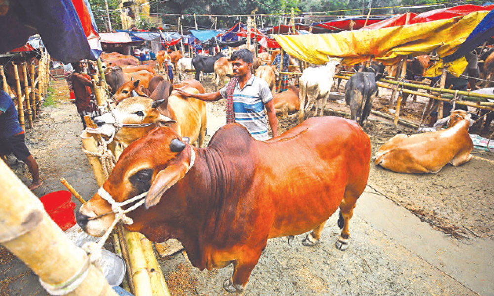 ঢাকায় কোরবানির পশুর ঘাটতি সাড়ে আট লাখ