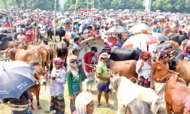 শেষ মুহূর্তে কোরবানির পশুর হাট জমে উঠলেও ক্রেতা কম