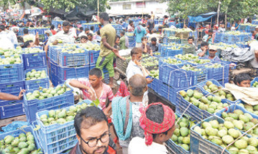 আমে চাঙ্গা রাজশাহী অঞ্চল
