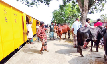 জামালপুর থেকে ঢাকায় ১,২০০ গরু যাবে ট্রেনে