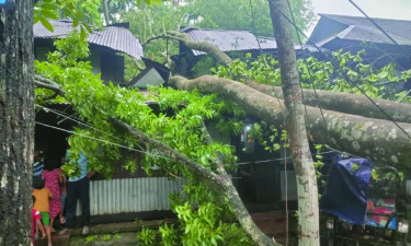 কালবৈশাখী ঝড়ে বেতাগীতে গাছ উপড়ে ঘরবাড়ি বিধ্বস্ত