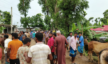 সড়কে পশুর হাট, দুর্ভোগে যাত্রীরা