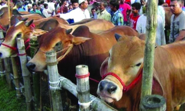 মাঝারি গরু বিক্রি বেশি, দুশ্চিন্তায় বড় গরুর খামারিরা