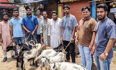 নারায়ণগঞ্জে ২১ শহীদ পরিবারকে কোরবানির পশু উপহার এনসিপির