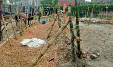 গাবতলী হাটে পশুর সংকট