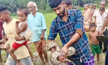 পাহাড়ি ঢলে ভেসে এলো অজগর